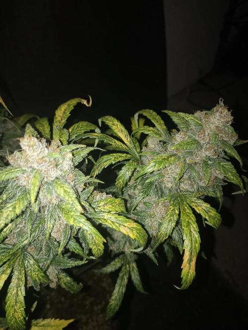 AntiDep Z. Week 13