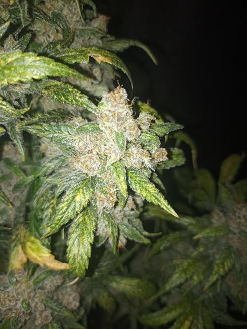 AntiDep Z. Week 13