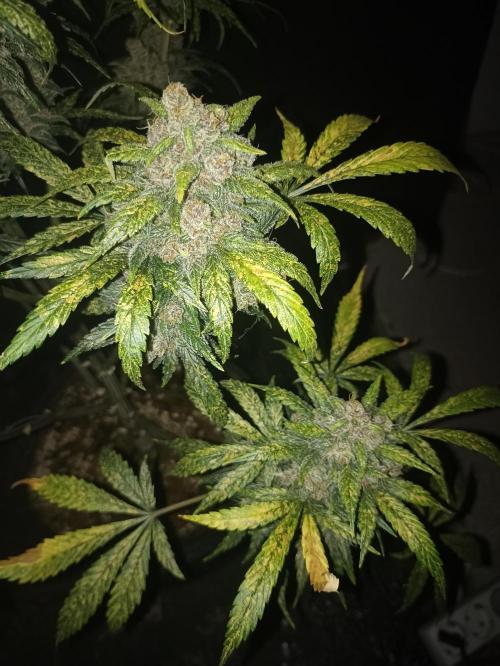 AntiDep Z. Week 13