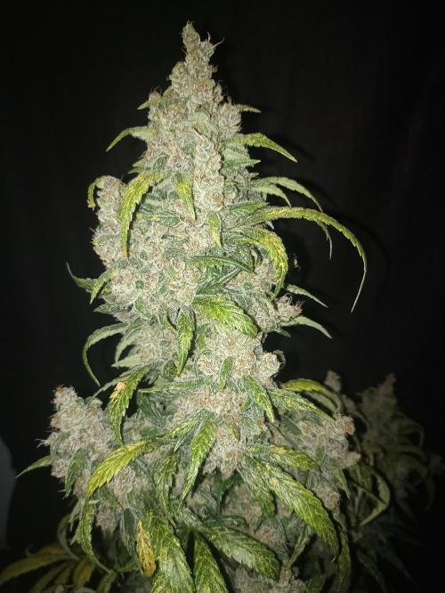 AntiDep Z. Week 13