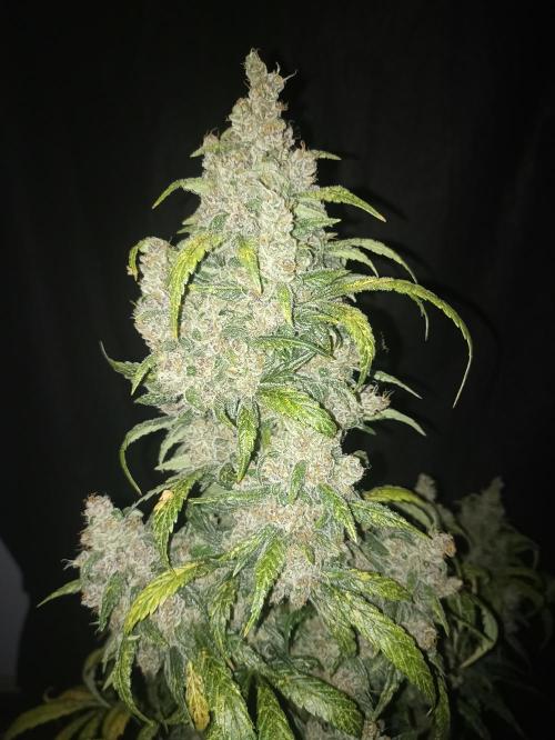 AntiDep Z. Week 13
