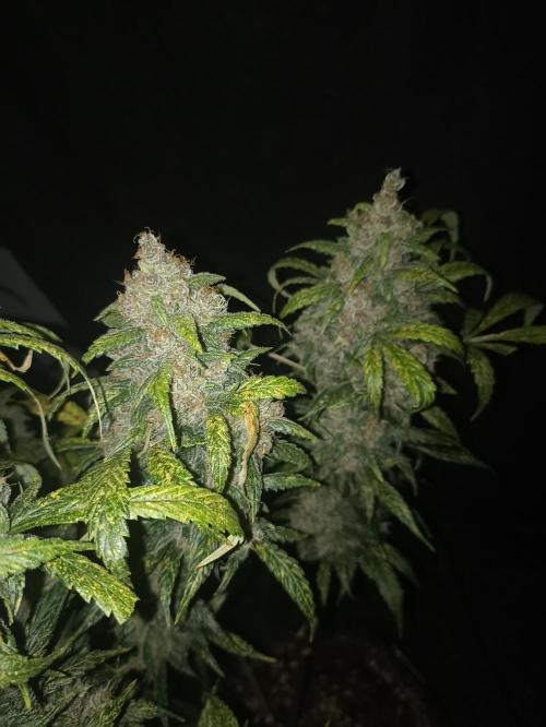 AntiDep Z. Week 13