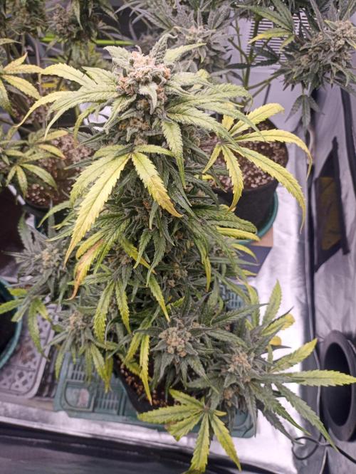 AntiDep Z. Week 13