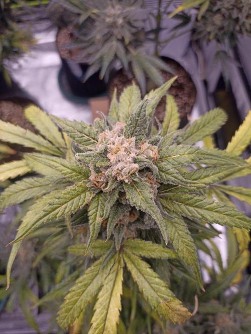 AntiDep Z. Week 13