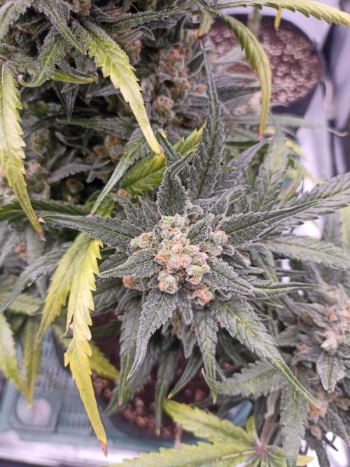 AntiDep Z. Week 13