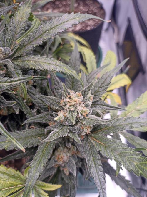 AntiDep Z. Week 13