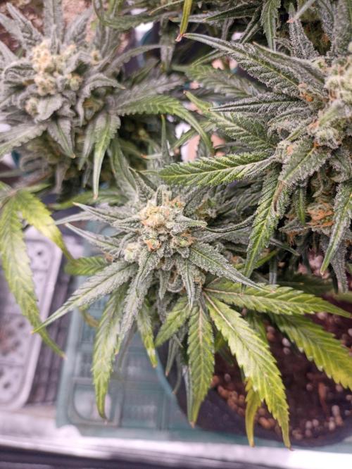 AntiDep Z. Week 13