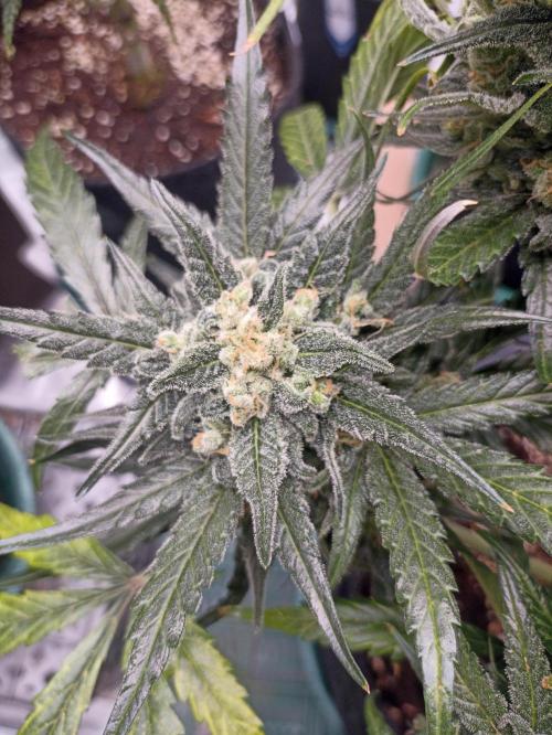 AntiDep Z. Week 13