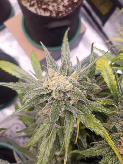 AntiDep Z. Week 13