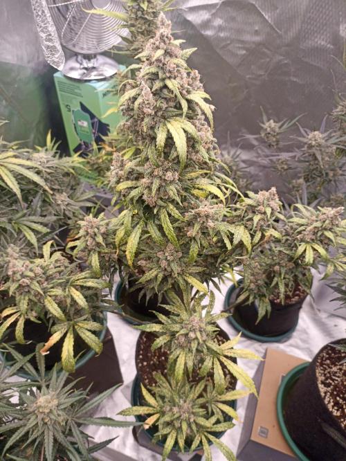 AntiDep Z. Week 13