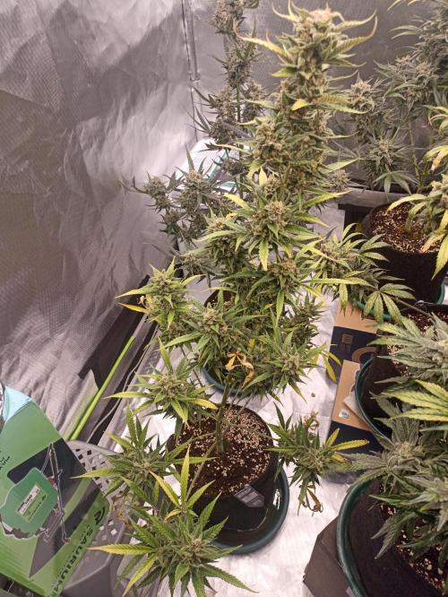 AntiDep Z. Week 13
