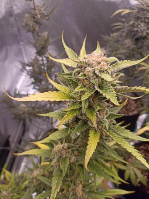 AntiDep Z. Week 13