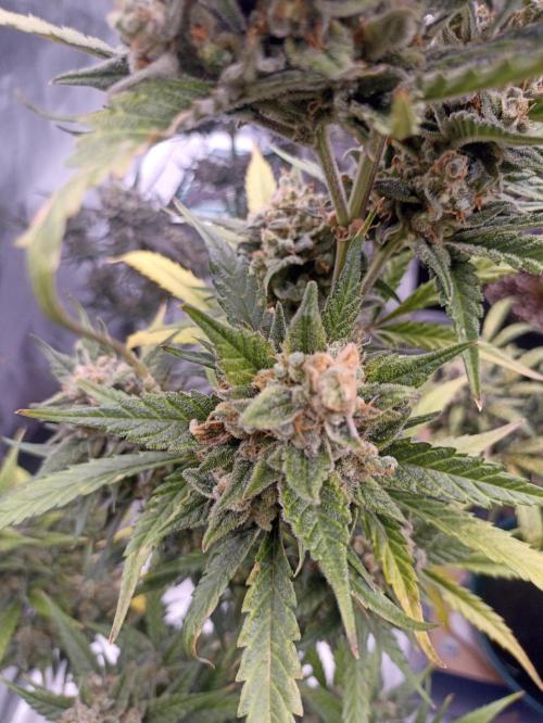 AntiDep Z. Week 13