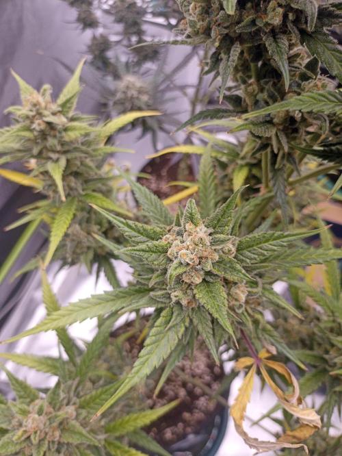 AntiDep Z. Week 13
