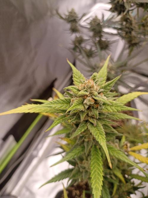 AntiDep Z. Week 13