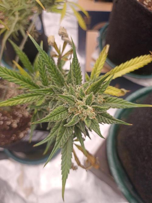 AntiDep Z. Week 13