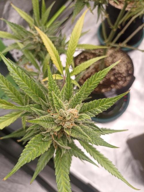 AntiDep Z. Week 13