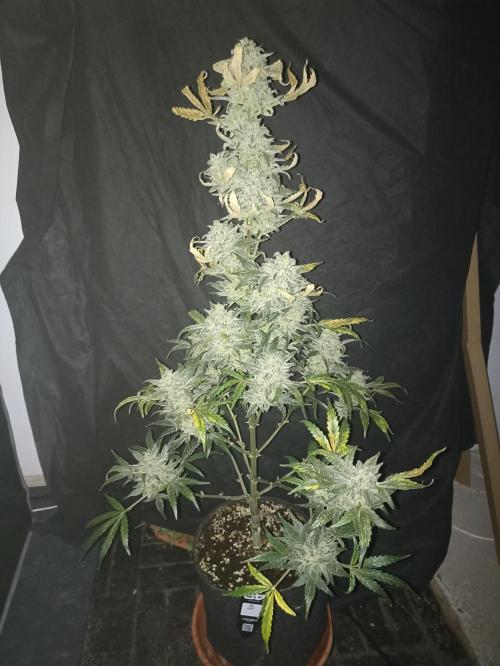 AntiDep Z. Week 13