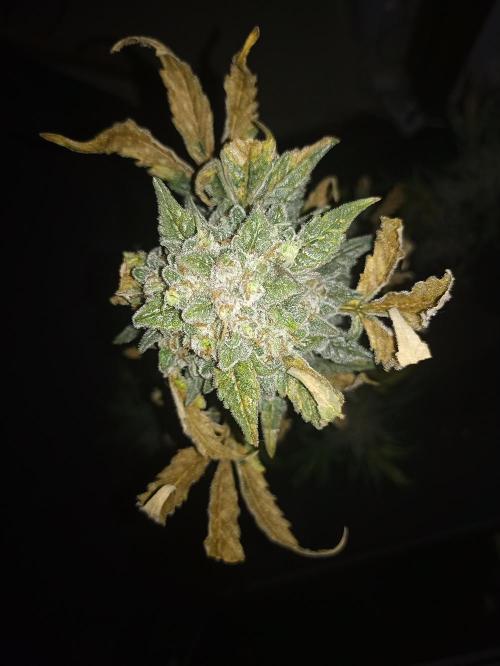AntiDep Z. Week 13