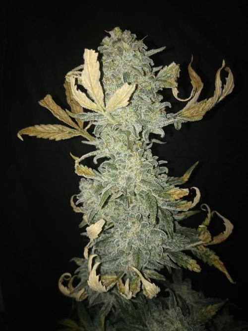 AntiDep Z. Week 13