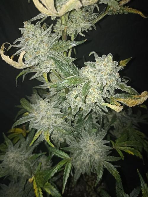 AntiDep Z. Week 13