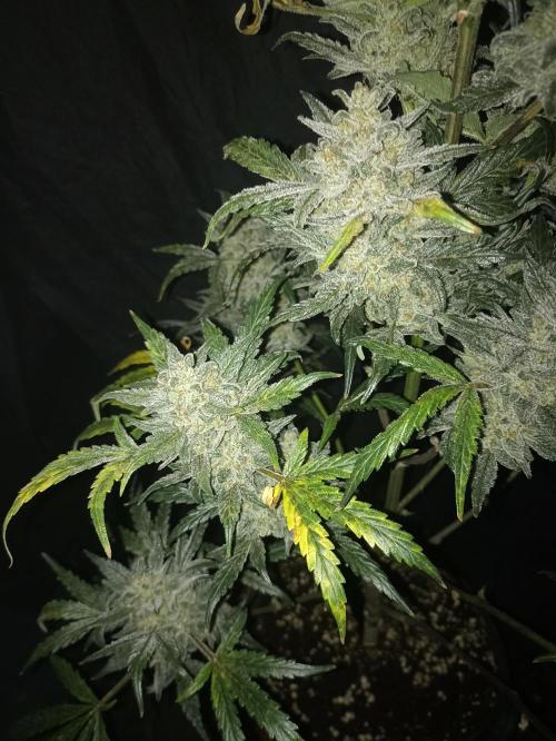 AntiDep Z. Week 13