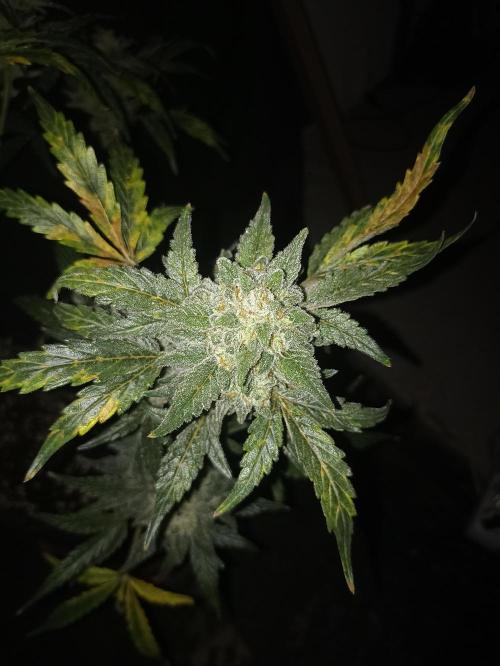 AntiDep Z. Week 13