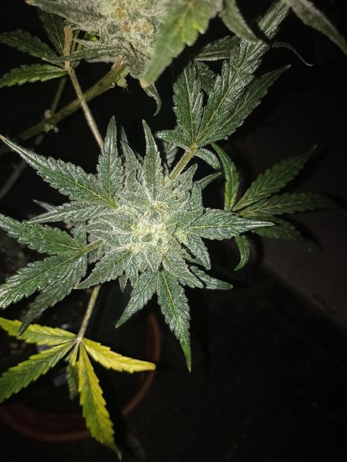 AntiDep Z. Week 13