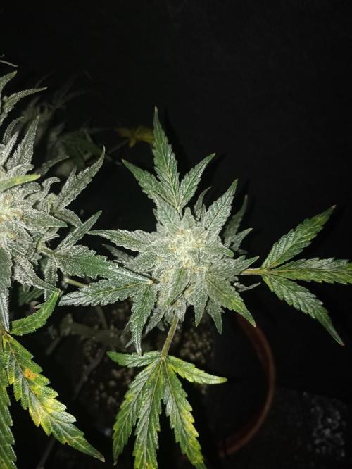 AntiDep Z. Week 13