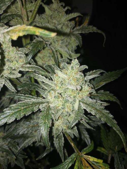 AntiDep Z. Week 13