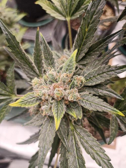 AntiDep AK. Week 13