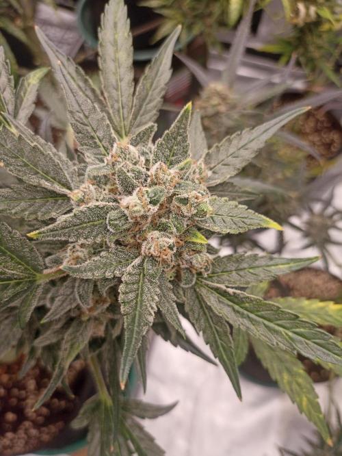 AntiDep AK. Week 13