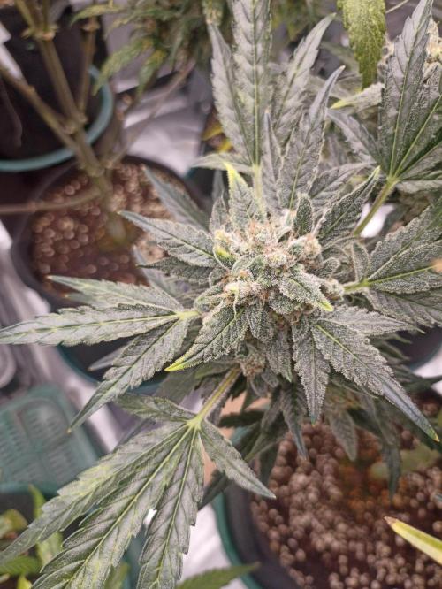 AntiDep AK. Week 13