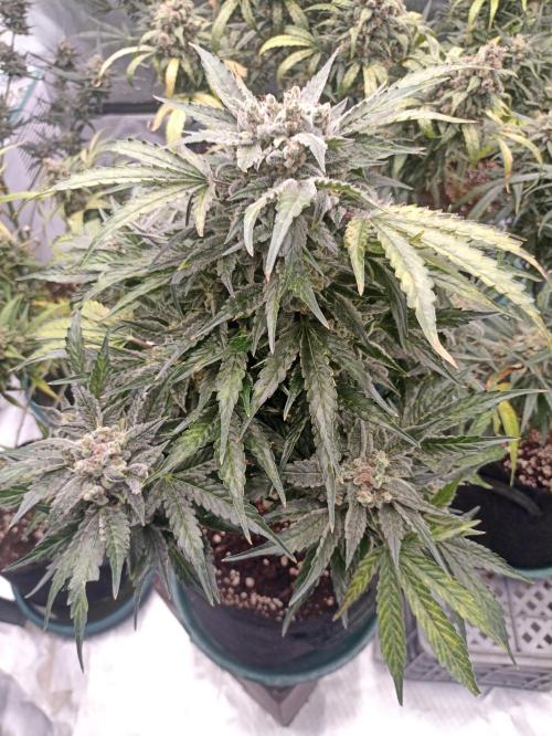 AntiDep AK. Week 13