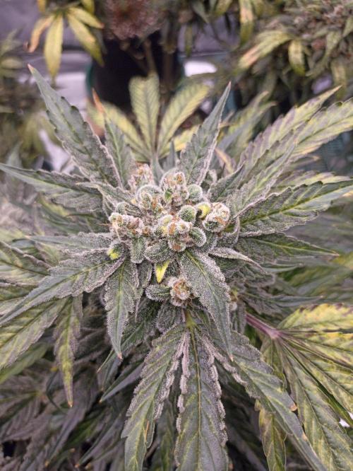 AntiDep AK. Week 13