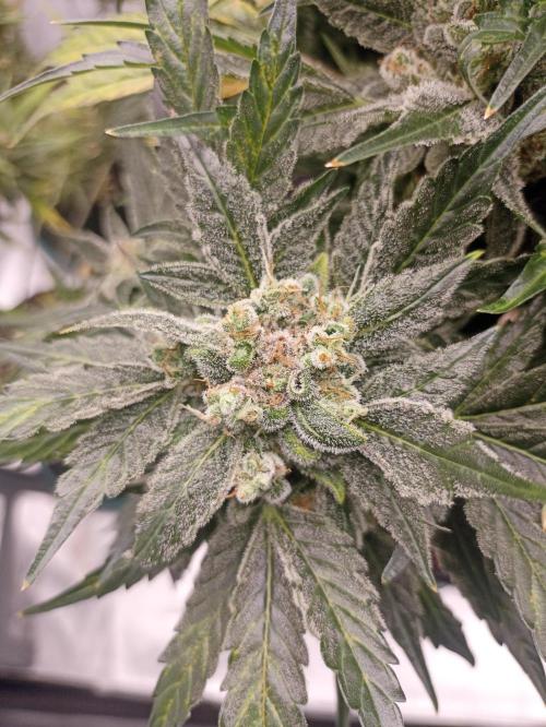 AntiDep AK. Week 13