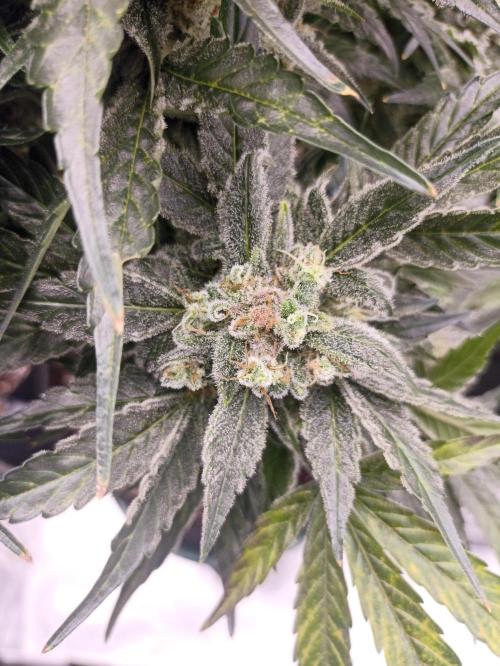 AntiDep AK. Week 13