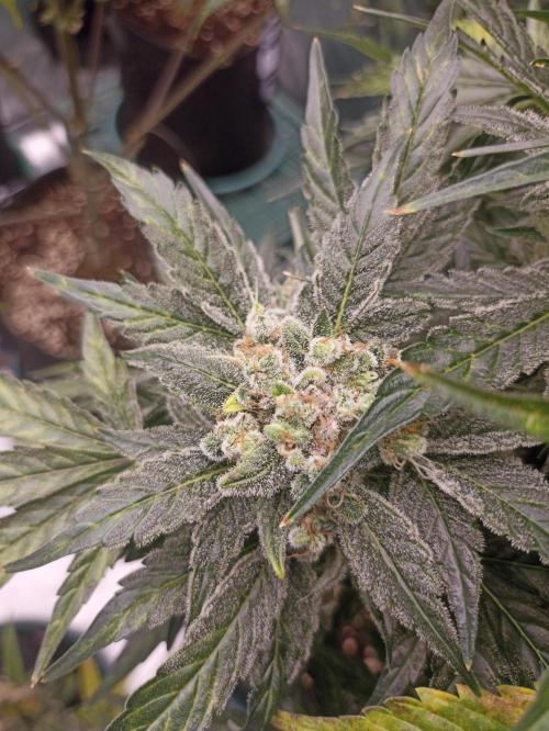 AntiDep AK. Week 13