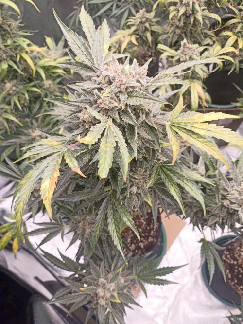 AntiDep AK. Week 13