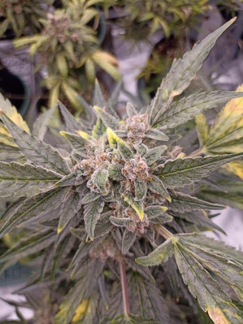 AntiDep AK. Week 13
