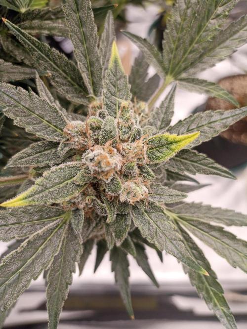 AntiDep AK. Week 13