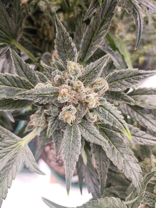 Auto AK XXL. Week 13