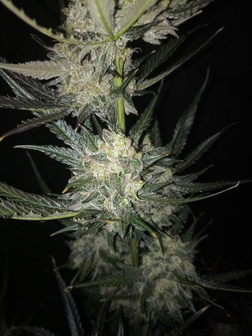 AntiDep F. Week 14