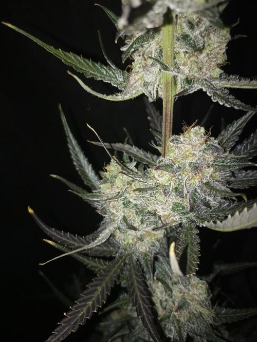 AntiDep F. Week 14