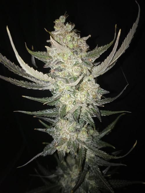 AntiDep F. Week 14