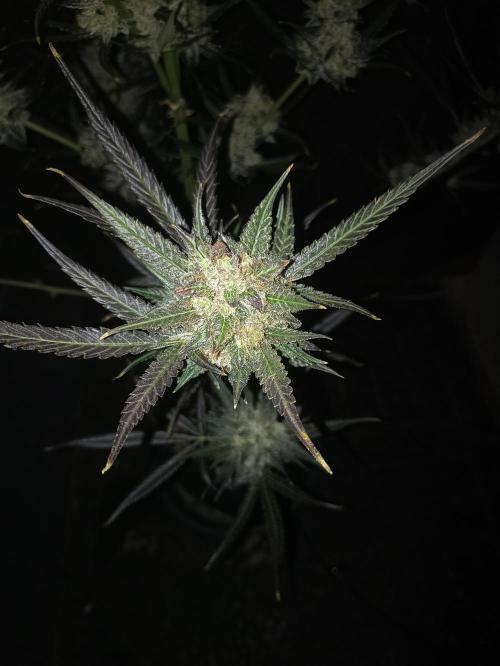 AntiDep F. Week 14