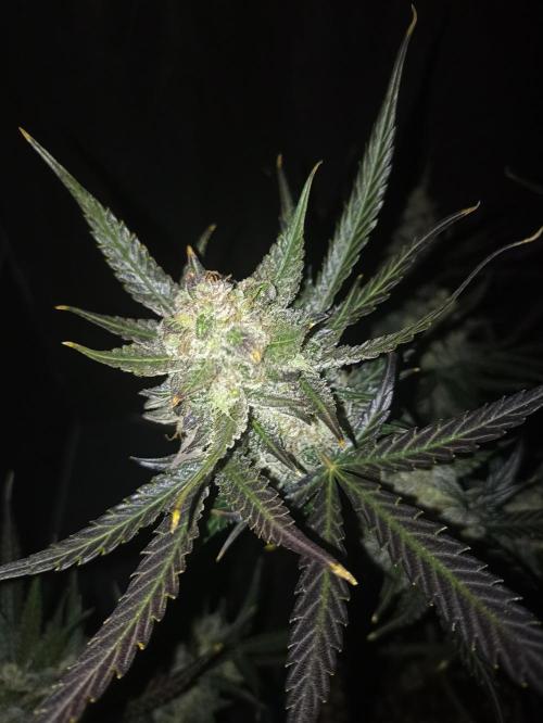 AntiDep F. Week 14