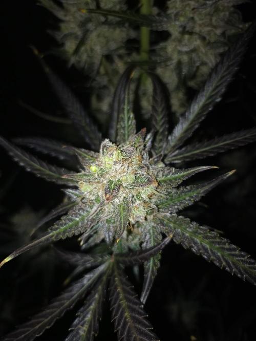 AntiDep F. Week 14