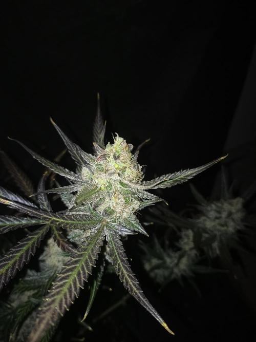 AntiDep F. Week 14