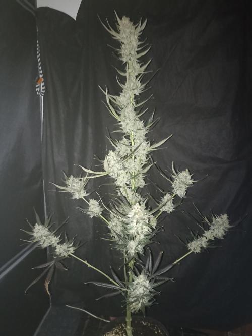 AntiDep F. Week 14